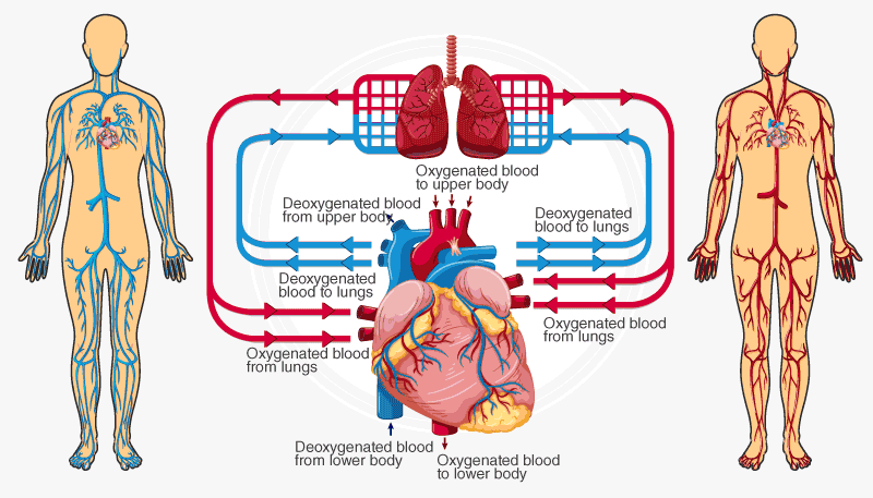 human-circulatory-system.png